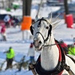 Parada Gazdowska i wyścigi kumoterek