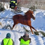 Parada Gazdowska i wyścigi kumoterek