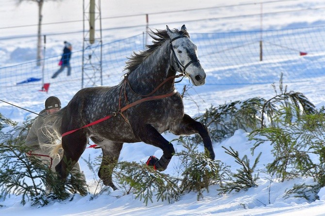 Parada Gazdowska i wyścigi kumoterek