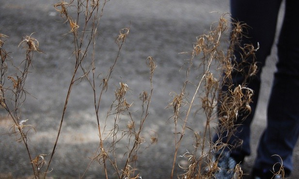 Spowiedź z chwastów