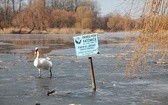 Staw Maroko w Katowicach zmienia oblicze 