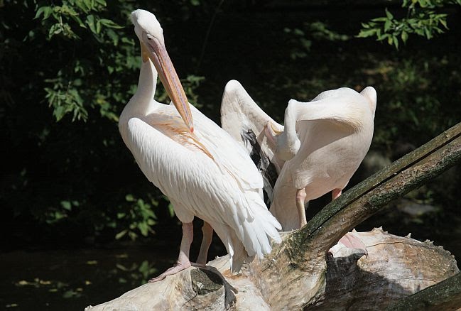 Warszawskie ZOO ma 90 lat