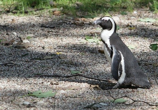 Warszawskie ZOO ma 90 lat