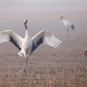 Żurawie a nie bociany