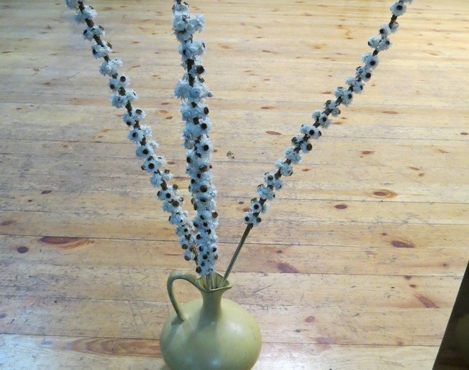 Palmy z Ciechanowiszek