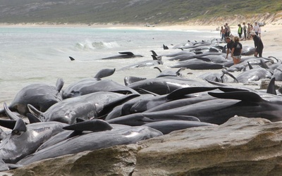 Co najmniej 130 wielorybów zginęło po wyrzuceniu na brzeg w Australii