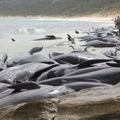 Co najmniej 130 wielorybów zginęło po wyrzuceniu na brzeg w Australii