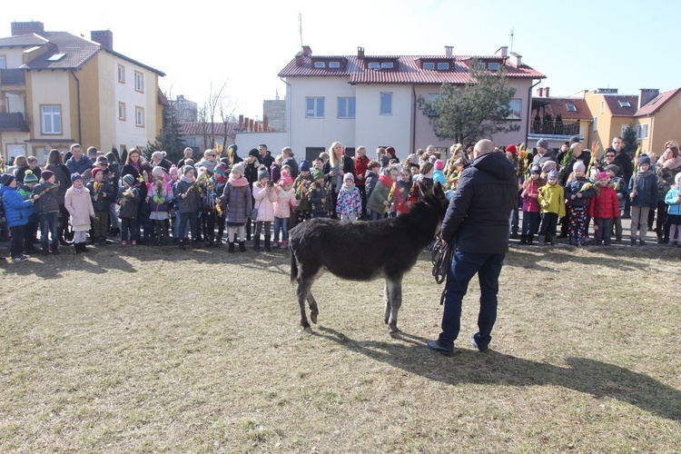 Niedziela z osiołkiem