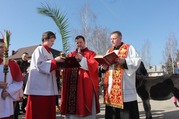 Niedziela z osiołkiem