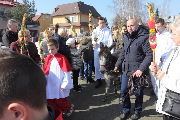 Niedziela z osiołkiem