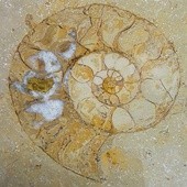 ▲	Muszle amonitów, czyli morskich zwierząt z czasów dinozaurów, można znaleźć w archikatedrze oliwskiej.