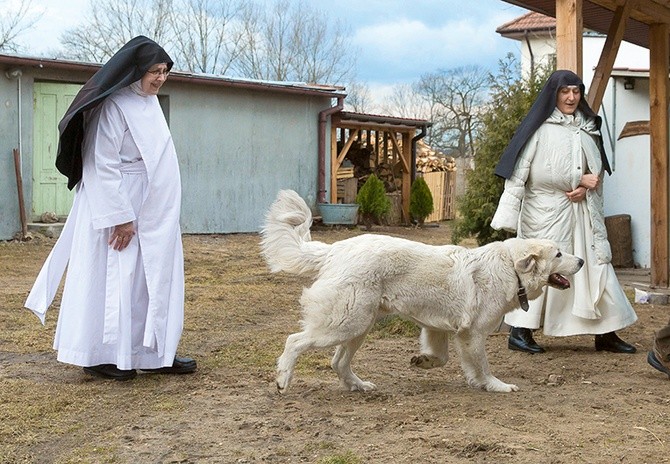 Pole albo warsztat,  czyli codzienność mniszek.