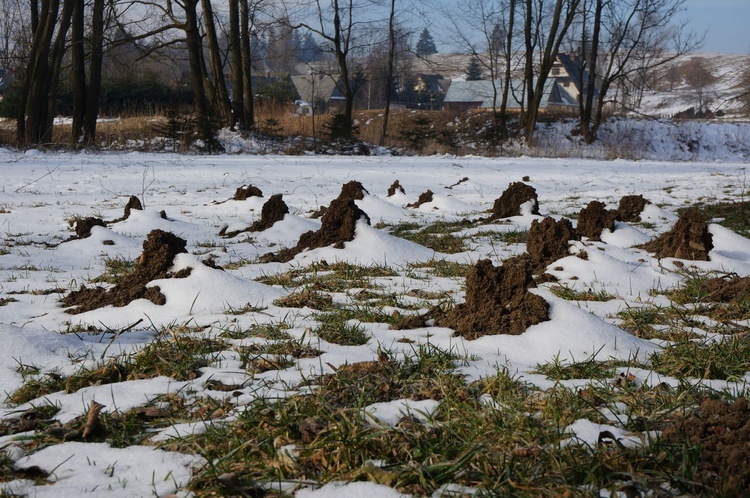 Fioletowe kwiaty na podhalańskich polanach 