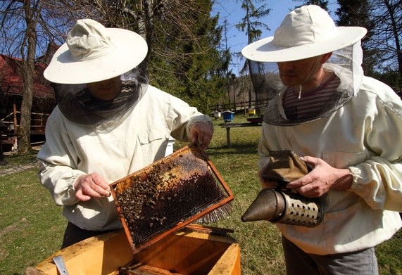 Można już leczyć pszczoły