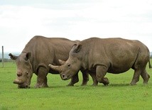 Ostatni taki nosorożec