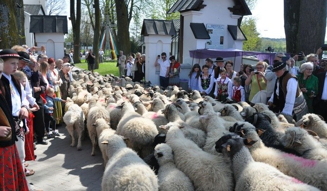 Owce poświęcone, sajty rozdane