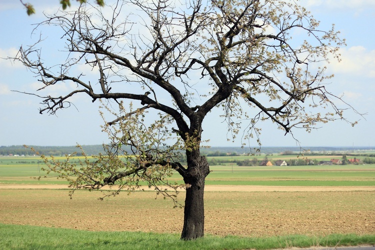 Aleje czereśniowe wokół Góry Świętej Anny