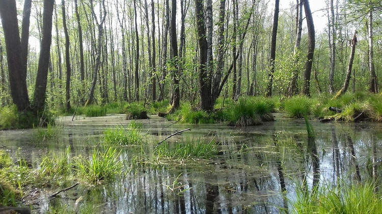 Poleski Park Narodowy