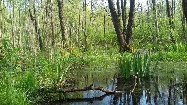 Poleski Park Narodowy