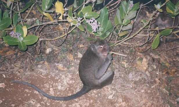 Indonezja prosi Watykan o pomoc. W sprawie oleju