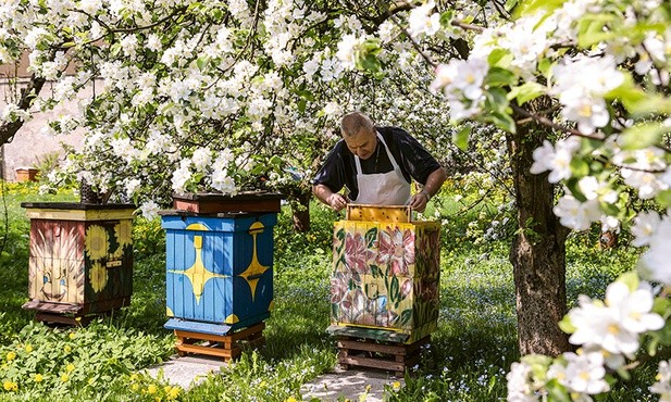 Bzzz... Z jasnogórskiego ula wylatuje rój pszczół. Kwitną jabłonie i morele.
