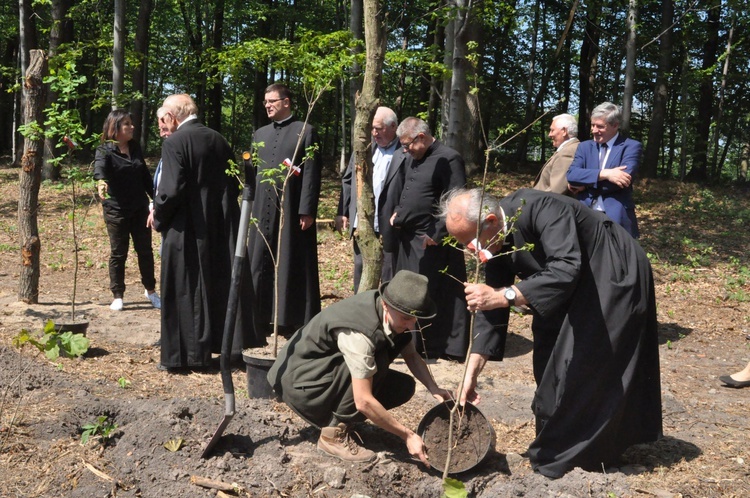 100 dębów w Brzesku-Słotwinie