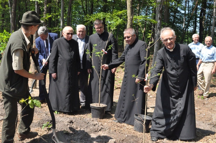 100 dębów w Brzesku-Słotwinie