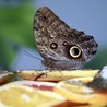 Motyl sowa