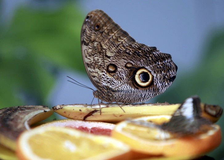 Motyl sowa