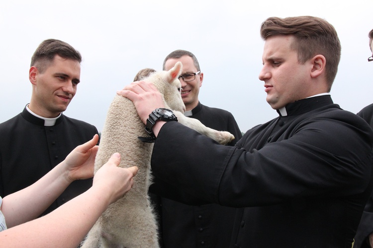 Pasterze posłani do owiec 