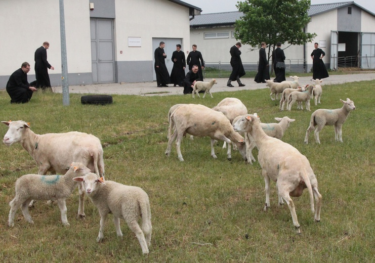 Pasterze posłani do owiec 