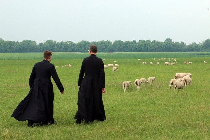 Pasterze posłani do owiec 