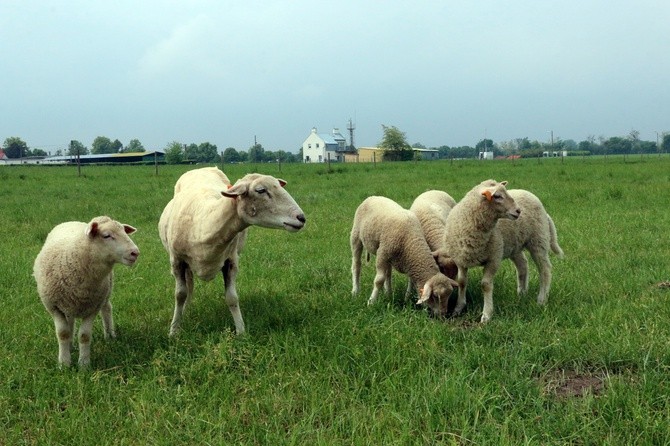 Pasterze posłani do owiec 