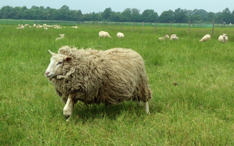 Pasterze posłani do owiec 