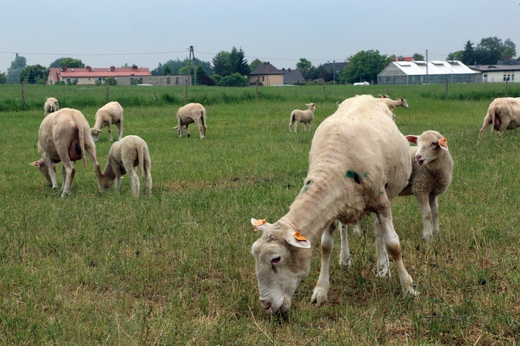 Pasterze posłani do owiec 