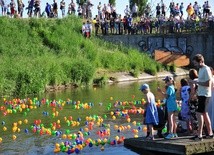 Prawie dwa tysiące kaczek popłynęło Bystrzycą w wyjątkowym wyścigu