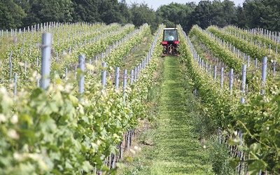 Winnica ma powierzchnię około hektara. Jest ulokowana na południowym zboczu z delikatnym odchyleniem zachodnim. Z punktu widzenia sztuki uprawy winorośli to układ idealny.