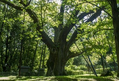 16 kandydatów do Drzewa Roku