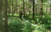 Ćwiczenia w gaszeniu pożaru lasu 