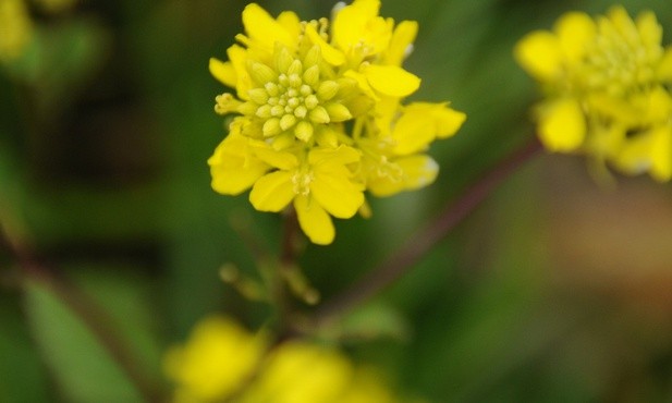 Próba cierpliwości