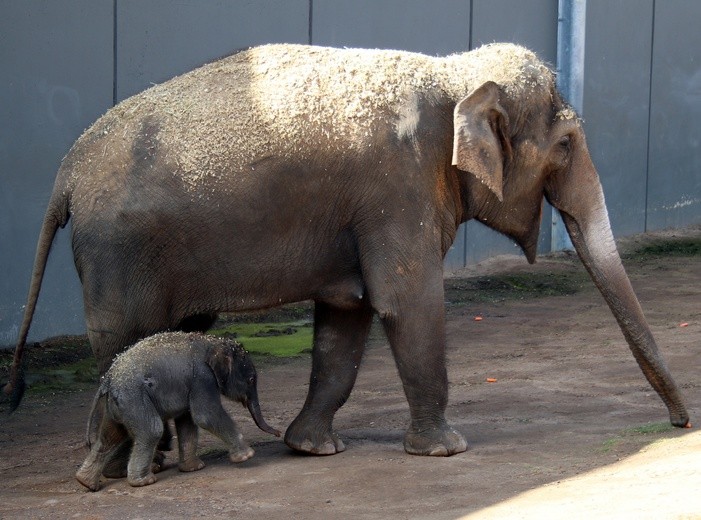 Mini słoń i maxi słoń