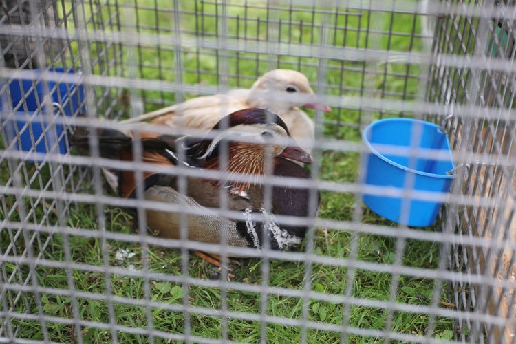 Piknik rodzinny u salezjanów w Oświęcimiu - 2018