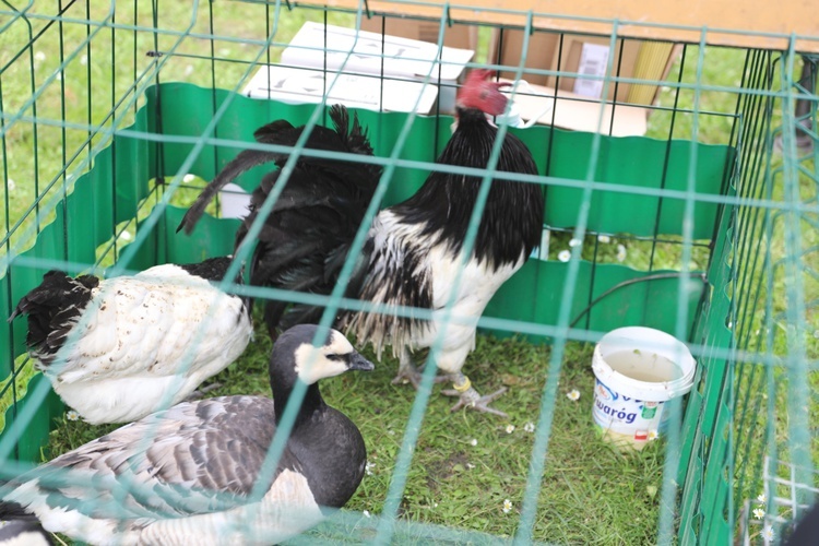 Piknik rodzinny u salezjanów w Oświęcimiu - 2018