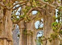 Baobabów, które mają ponad 500 lat, jest na całym Czarnym Lądzie od 60 do 70. Na zdjęciu te z zachodniego Senegalu.
