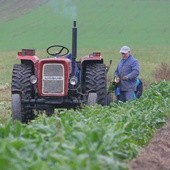 Podczas prac w gospodarstwie dochodzi do wielu wypadków z udziałem dzieci