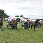 Wystawa koni w Porębie