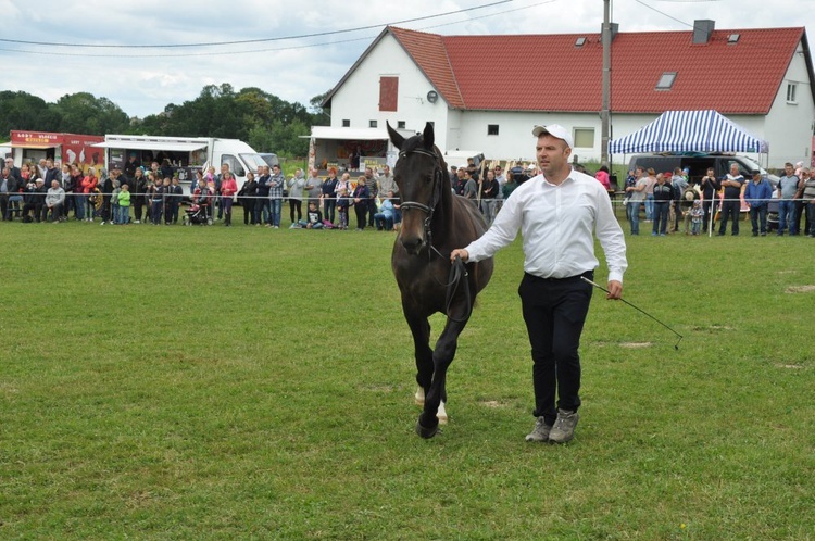 Wystawa koni w Porębie