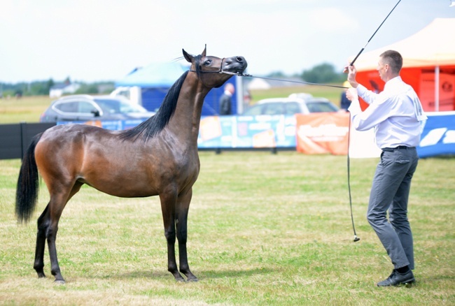 III Championat Koni Arabskich