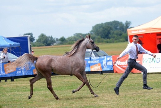 III Championat Koni Arabskich