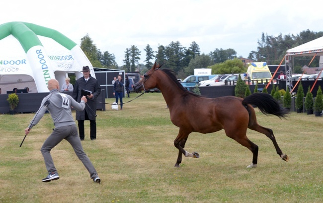 III Championat Koni Arabskich